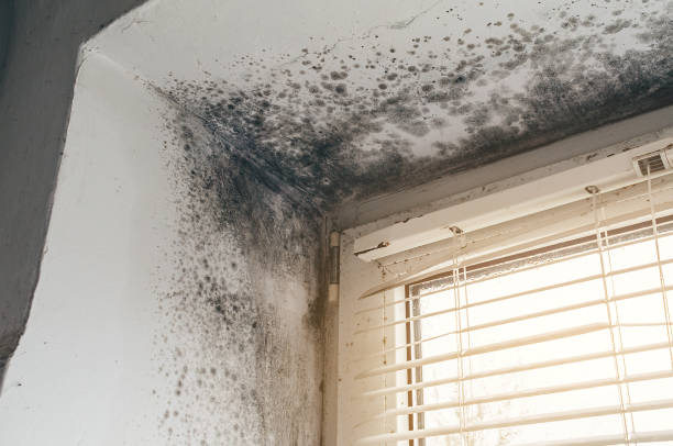 Trusted Black Mold Removal service in West Point, VA - Cheap Mold Removal