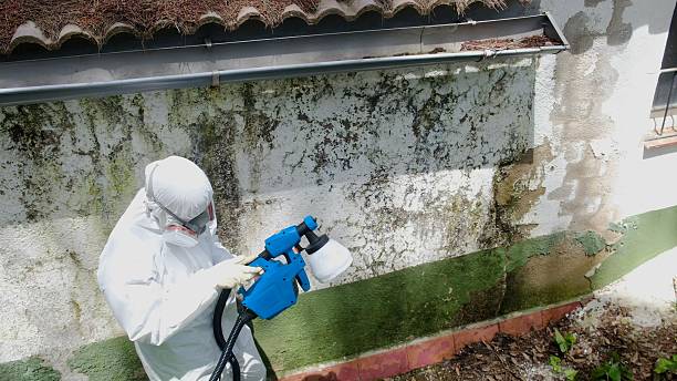 Top rated local Basement Mold Removal specialists in West Point, VA
